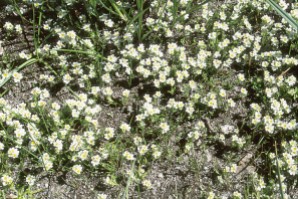 Parish's popcorn flower (Plagiobothrys parishii)